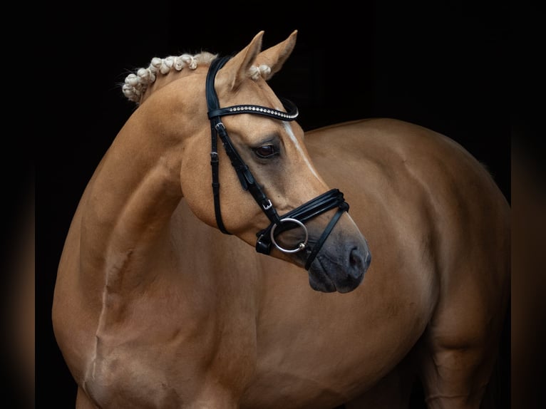 Deutsches Reitpony Wallach 7 Jahre 153 cm Palomino in Hamburg