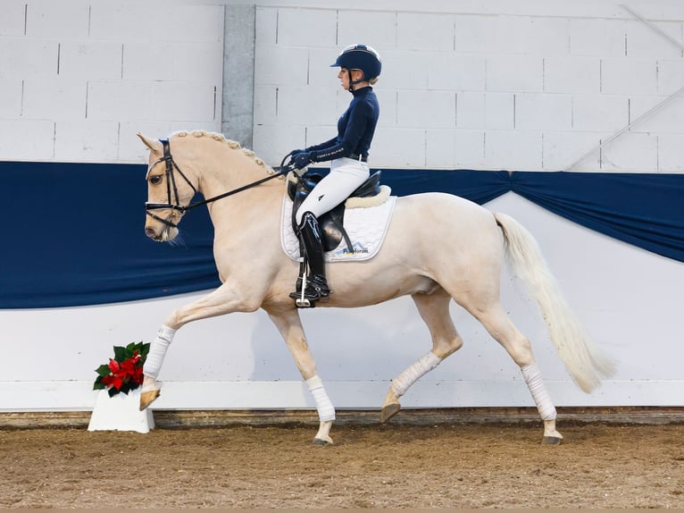 Deutsches Reitpony Wallach 7 Jahre 153 cm Palomino in Marsberg