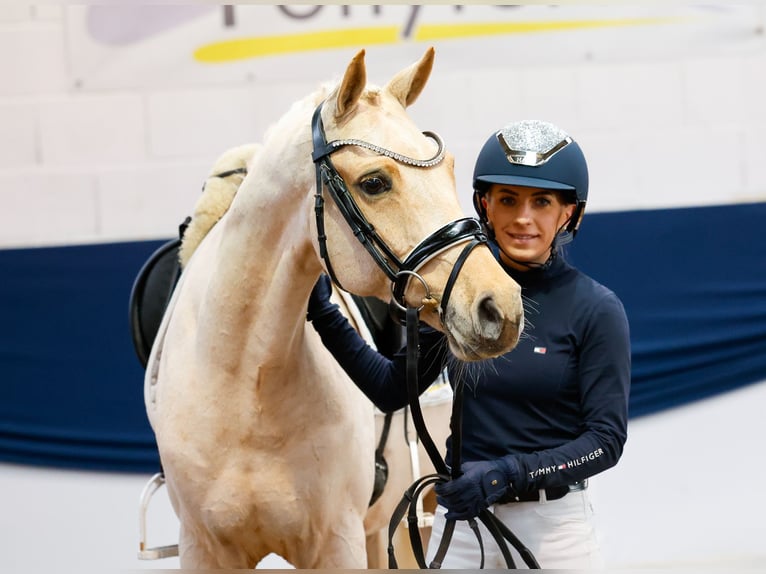 Deutsches Reitpony Wallach 7 Jahre 153 cm Palomino in Marsberg