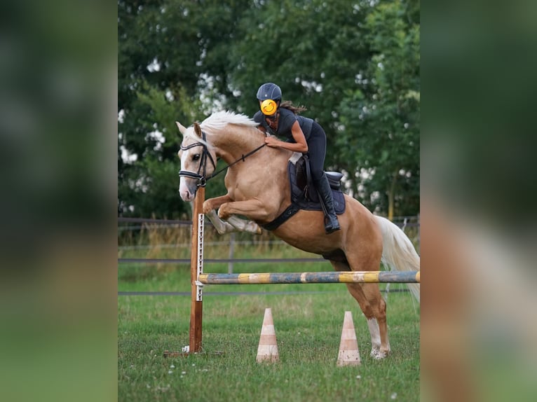 Deutsches Reitpony Wallach 7 Jahre 153 cm Palomino in Nennslingen