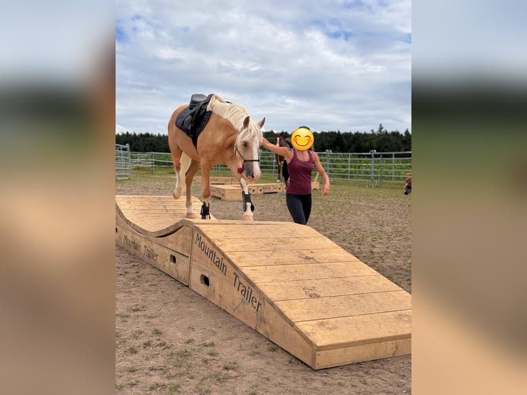 Deutsches Reitpony Wallach 7 Jahre 153 cm Palomino in Nennslingen