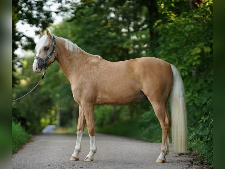 Deutsches Reitpony Wallach 7 Jahre 153 cm Palomino in Nennslingen