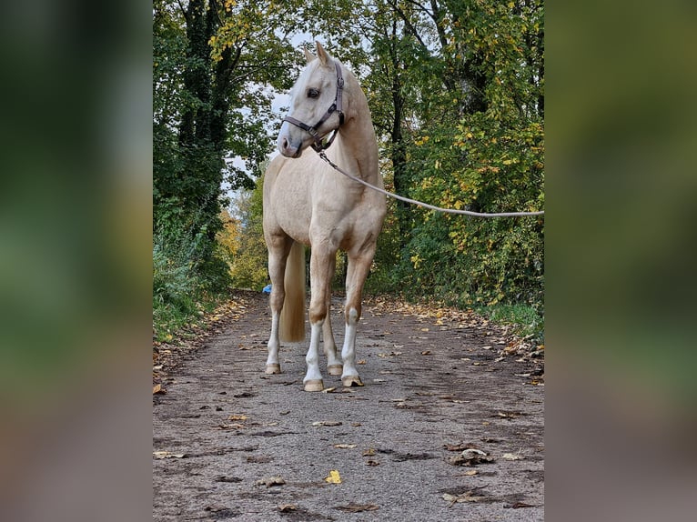 Deutsches Reitpony Wallach 7 Jahre 153 cm Palomino in Nennslingen