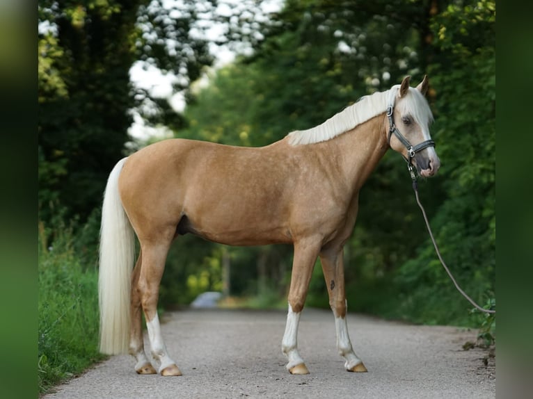 Deutsches Reitpony Wallach 7 Jahre 153 cm Palomino in Nennslingen