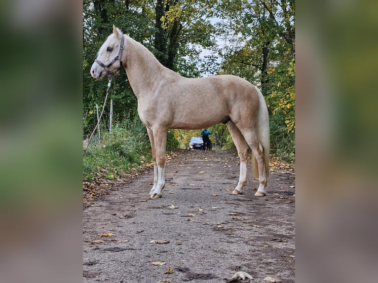 Deutsches Reitpony Wallach 7 Jahre 153 cm Palomino in Nennslingen