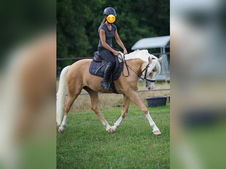 Deutsches Reitpony Wallach 7 Jahre 153 cm Palomino in Nennslingen