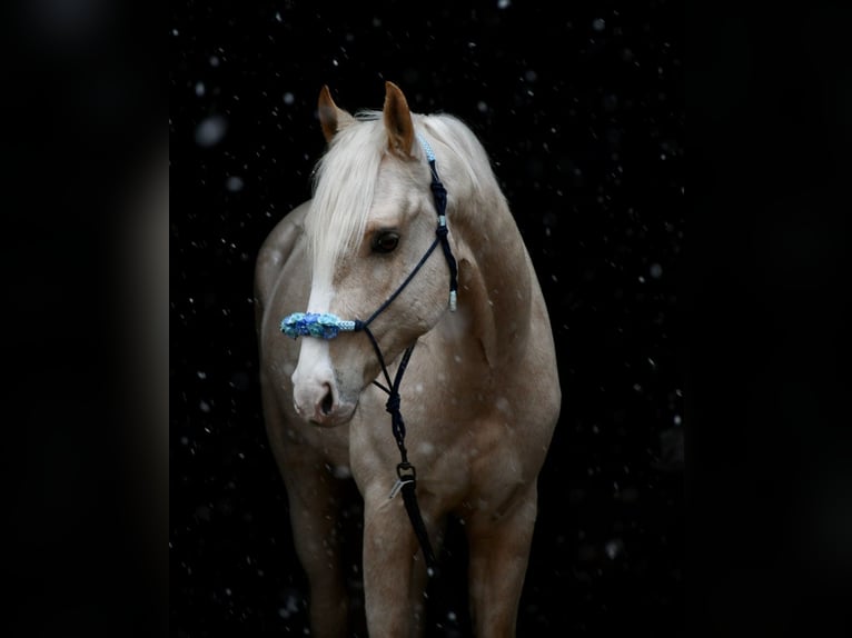 Deutsches Reitpony Wallach 7 Jahre 153 cm Palomino in Nennslingen