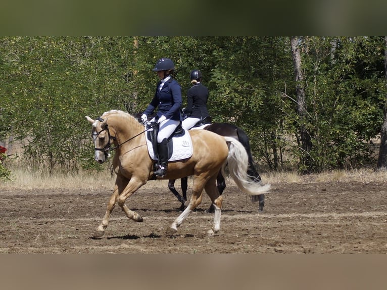 Deutsches Reitpony Wallach 7 Jahre 153 cm Palomino in Rodewald