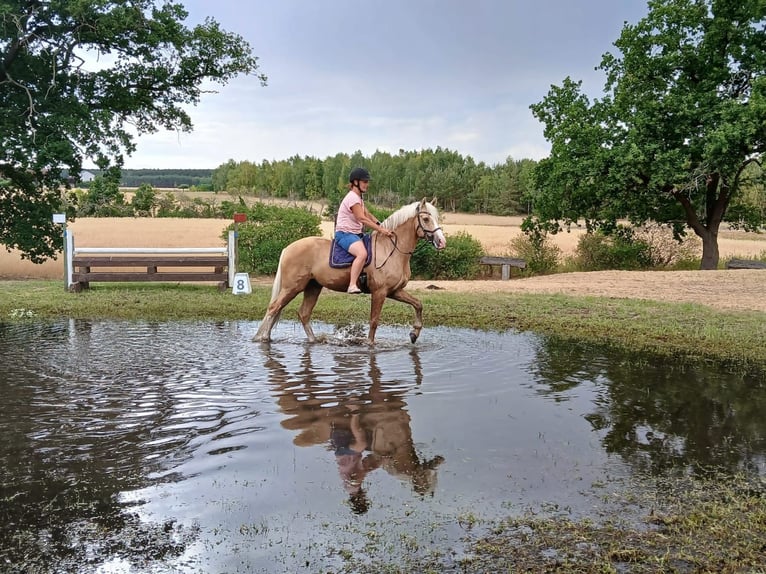 Deutsches Reitpony Wallach 7 Jahre 153 cm Palomino in Rodewald