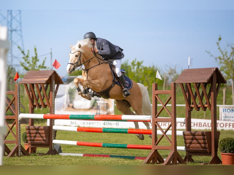 Deutsches Reitpony Wallach 7 Jahre 153 cm Palomino in Rodewald