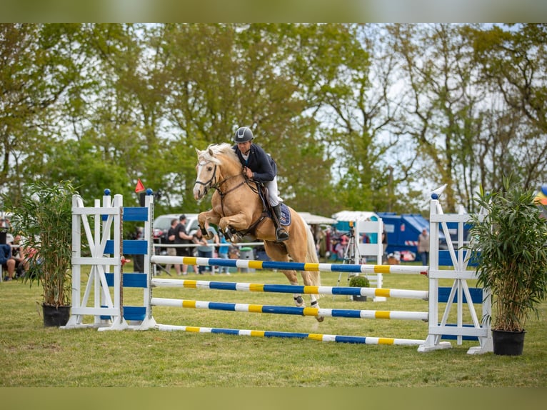 Deutsches Reitpony Wallach 7 Jahre 153 cm Palomino in Rodewald