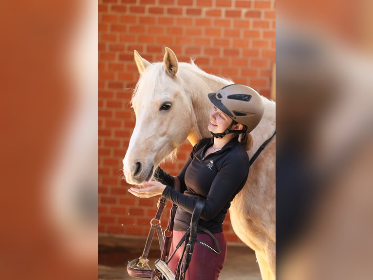 Deutsches Reitpony Wallach 7 Jahre 153 cm Palomino in Stuhr