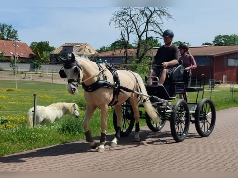 Deutsches Reitpony Wallach 7 Jahre 153 cm Palomino in Martfeld