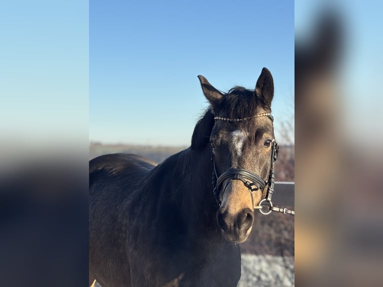 Deutsches Reitpony Wallach 7 Jahre 155 cm Brauner in Iggingen