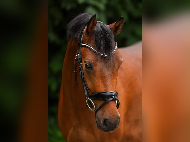 Deutsches Reitpony Wallach 7 Jahre 155 cm Brauner in Westerstede
