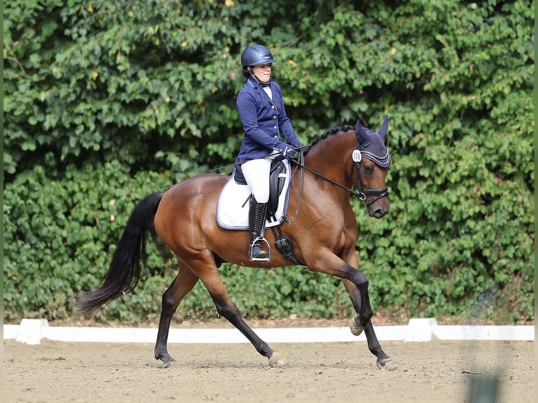 Deutsches Reitpony Wallach 7 Jahre 155 cm Brauner in Westerstede