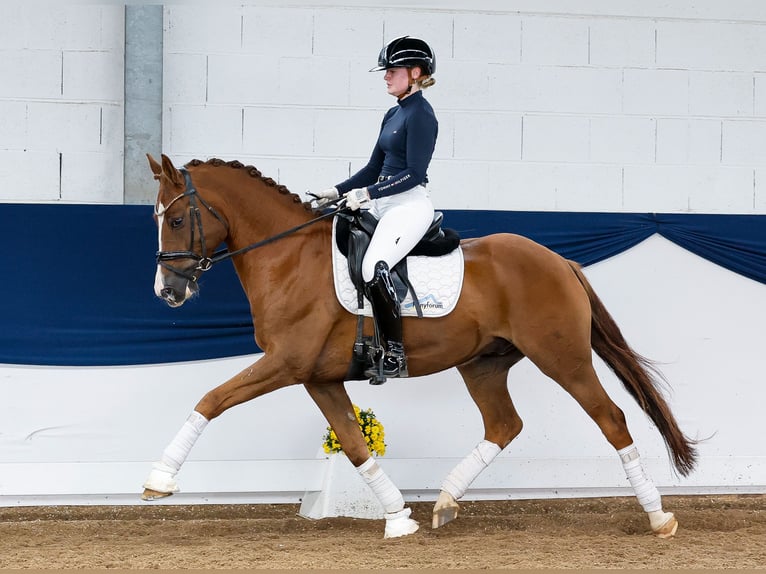 Deutsches Reitpony Wallach 7 Jahre 155 cm Fuchs in Marsberg