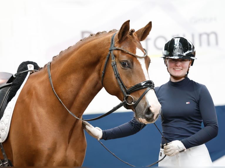 Deutsches Reitpony Wallach 7 Jahre 155 cm Fuchs in Marsberg