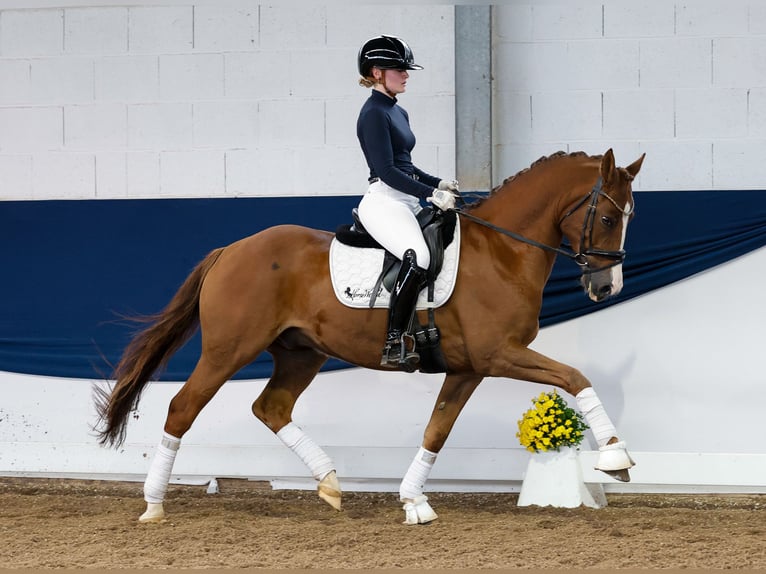 Deutsches Reitpony Wallach 7 Jahre 155 cm Fuchs in Marsberg