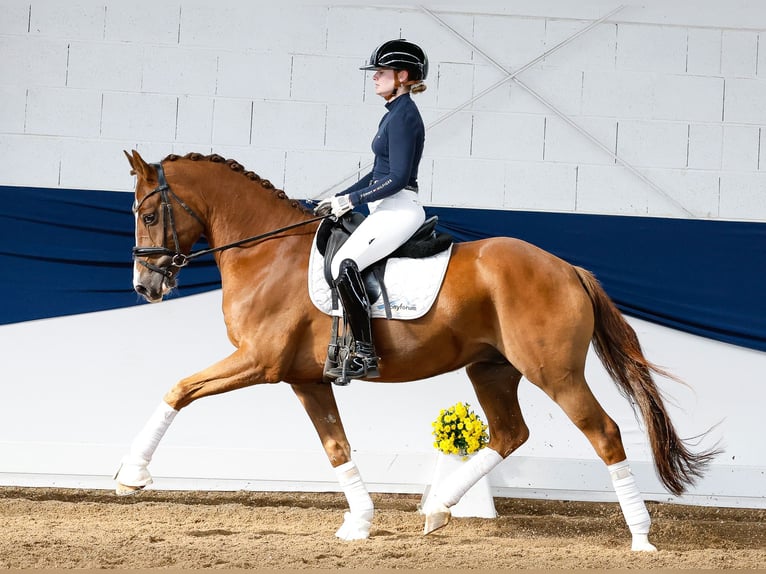Deutsches Reitpony Wallach 7 Jahre 155 cm Fuchs in Marsberg