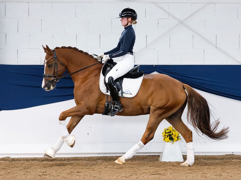 Deutsches Reitpony Wallach 7 Jahre 155 cm Fuchs in Marsberg