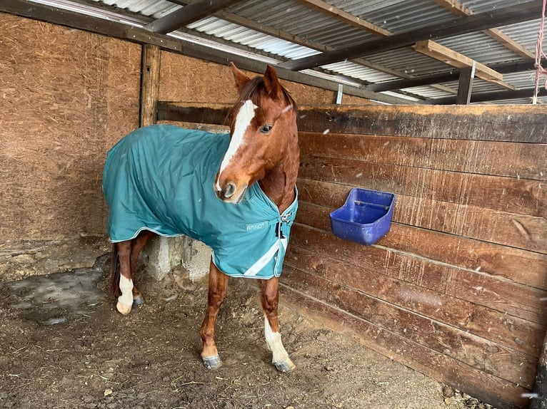 Deutsches Reitpony Wallach 7 Jahre 155 cm Fuchs in Nauen