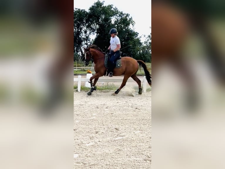 Deutsches Reitpony Wallach 7 Jahre 155 cm Fuchs in Nauen