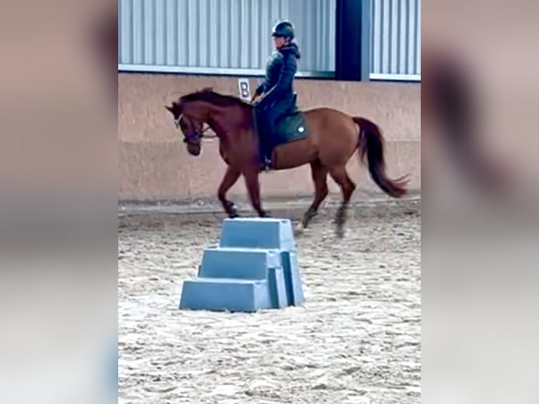 Deutsches Reitpony Wallach 7 Jahre 155 cm Fuchs in Nauen