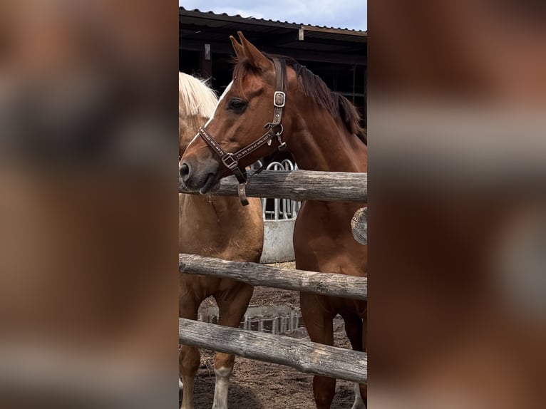 Deutsches Reitpony Wallach 7 Jahre 155 cm Fuchs in Nauen