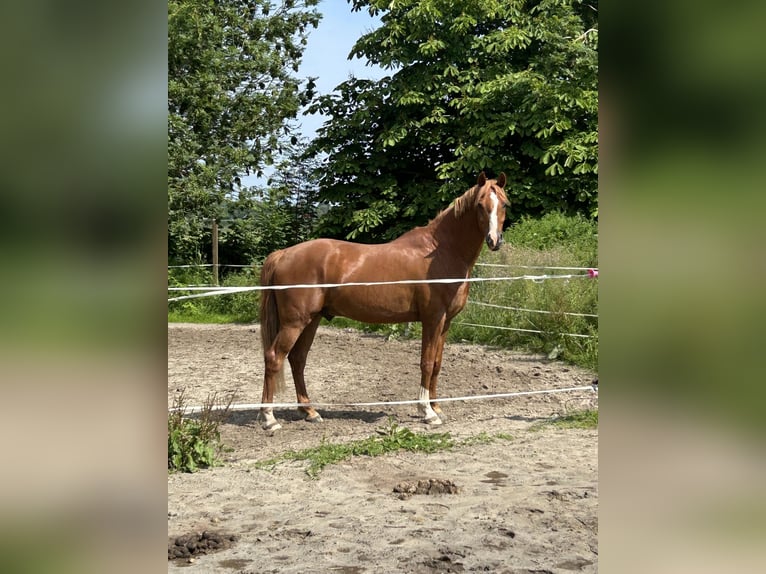 Deutsches Reitpony Wallach 7 Jahre 155 cm Fuchs in Wilhelmshaven