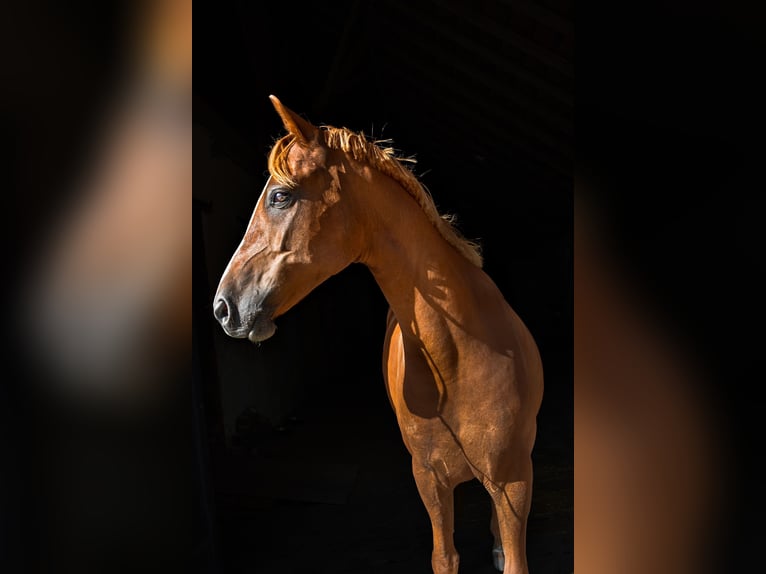 Deutsches Reitpony Wallach 7 Jahre 155 cm Fuchs in Wilhelmshaven