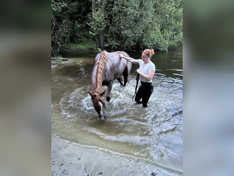 Deutsches Reitpony Wallach 7 Jahre 155 cm Fuchs in Wilhelmshaven