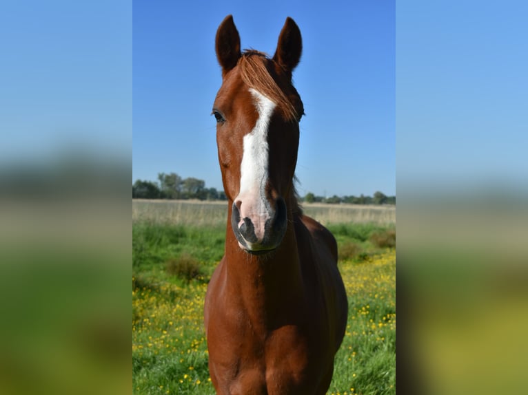 Deutsches Reitpony Wallach 7 Jahre 155 cm Fuchs in Wilhelmshaven