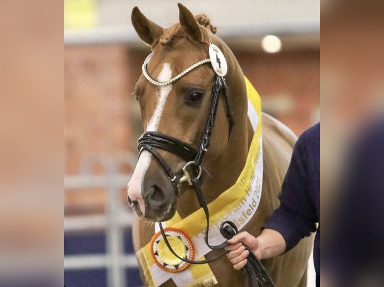 Deutsches Reitpony Wallach 7 Jahre 155 cm Fuchs in Wilhelmshaven