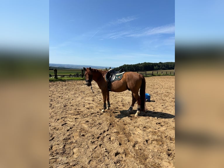 Deutsches Reitpony Wallach 7 Jahre 155 cm Fuchs in Schwarzbach