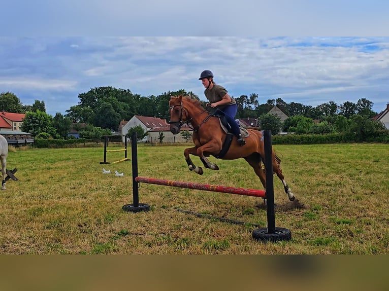 Deutsches Reitpony Wallach 7 Jahre 155 cm Fuchs in Schwarzbach