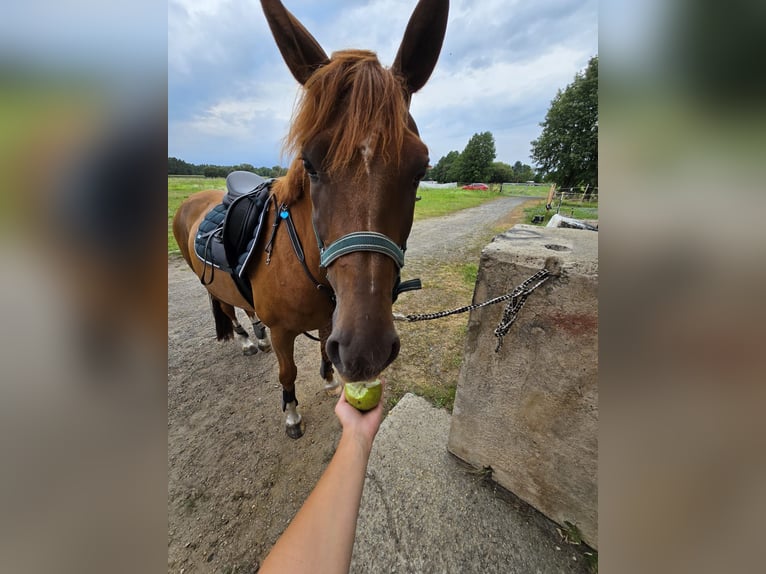 Deutsches Reitpony Wallach 7 Jahre 155 cm Fuchs in Schwarzbach