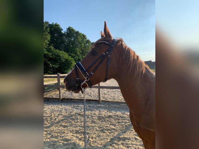 Deutsches Reitpony Wallach 7 Jahre 155 cm Fuchs in Heusden zolder