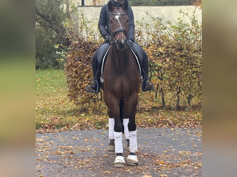 Deutsches Reitpony Wallach 7 Jahre 158 cm Brauner in Marlow