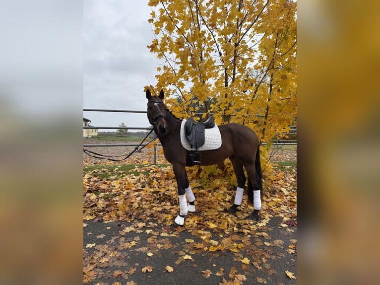 Deutsches Reitpony Wallach 7 Jahre 158 cm Brauner in Marlow