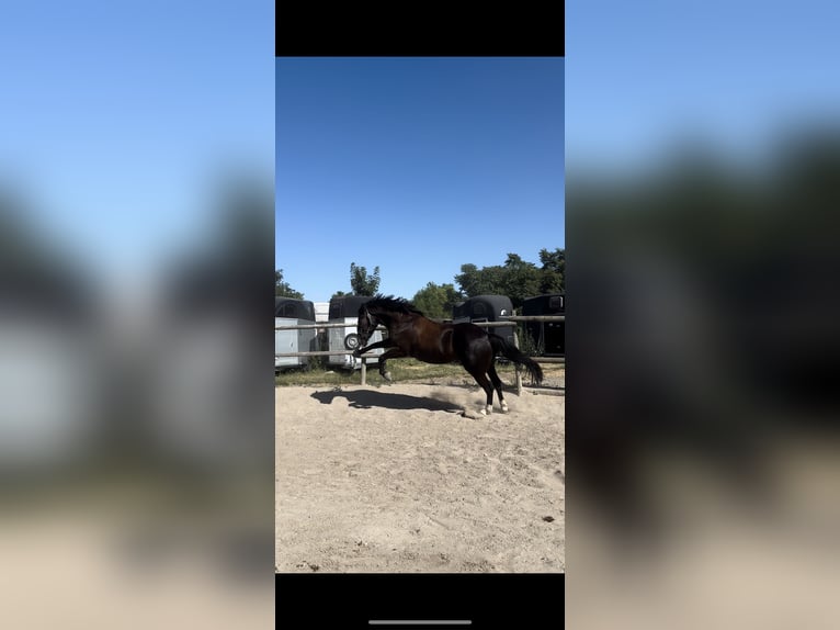 Deutsches Reitpony Wallach 7 Jahre 158 cm Rappe in Wien