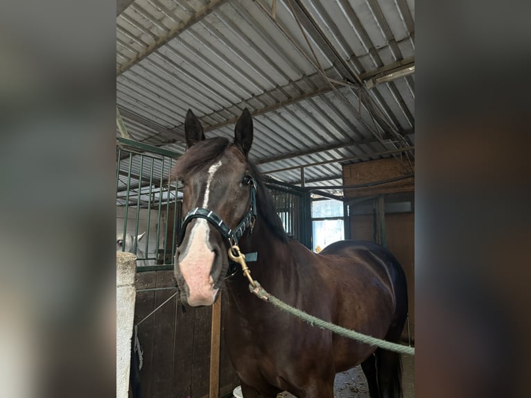 Deutsches Reitpony Wallach 7 Jahre 158 cm Rappe in Wien