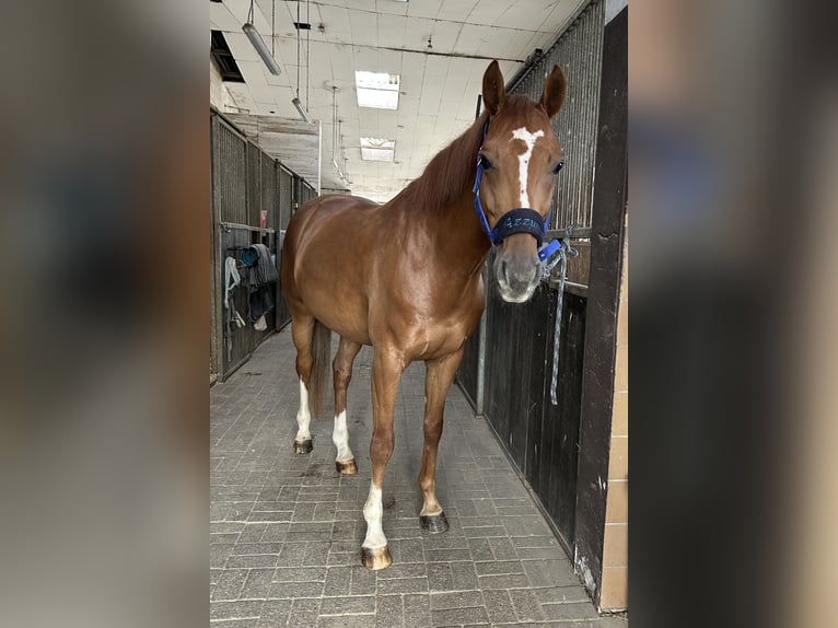Deutsches Reitpony Wallach 7 Jahre 163 cm Fuchs in Lindlar