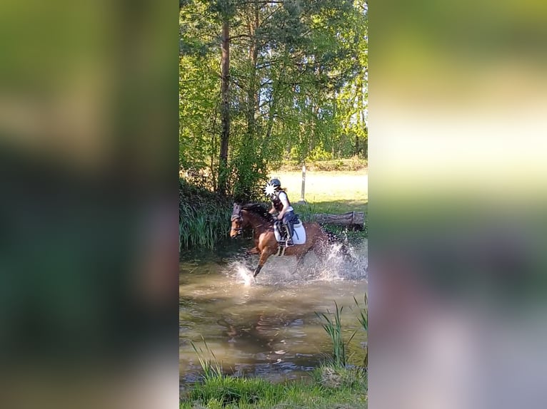 Deutsches Reitpony Wallach 7 Jahre Brauner in Ratingen
