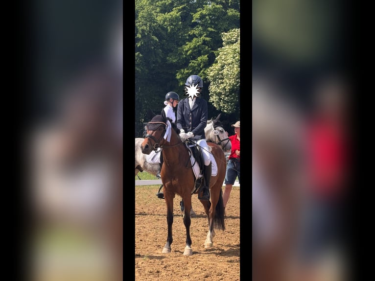Deutsches Reitpony Wallach 7 Jahre Brauner in Ratingen