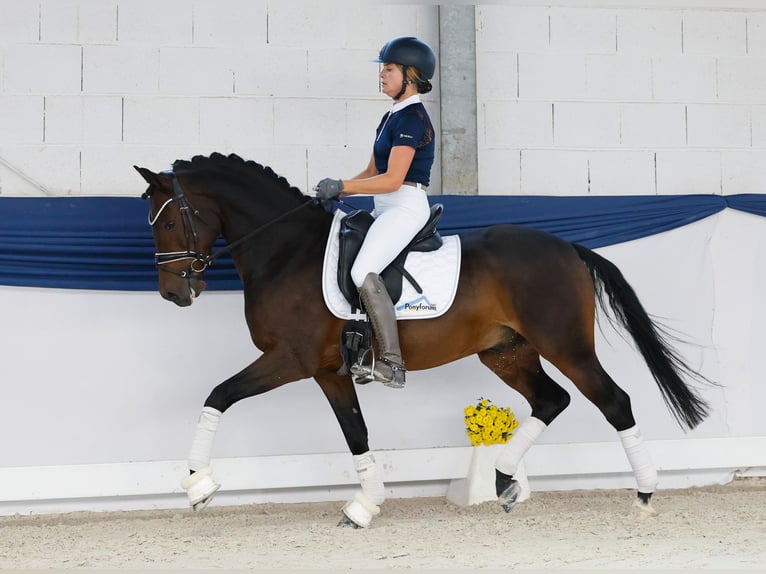 Deutsches Reitpony Wallach 7 Jahre Dunkelbrauner in Marsberg Deutsches Reitpony Wallach 7 Jahre Dunkelbrauner in Marsberg