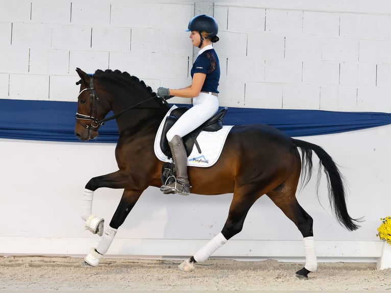 Deutsches Reitpony Wallach 7 Jahre Dunkelbrauner in Marsberg Deutsches Reitpony Wallach 7 Jahre Dunkelbrauner in Marsberg