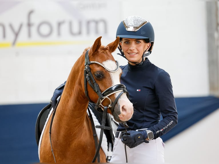 Deutsches Reitpony Wallach 8 Jahre 122 cm Fuchs in Marsberg