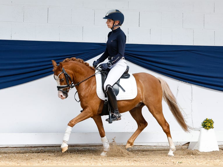 Deutsches Reitpony Wallach 8 Jahre 122 cm Fuchs in Marsberg