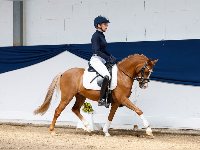 Deutsches Reitpony Wallach 8 Jahre 122 cm Fuchs in Marsberg